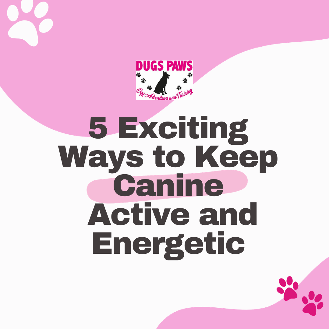5 Exciting ways to keep your canine active and energetic